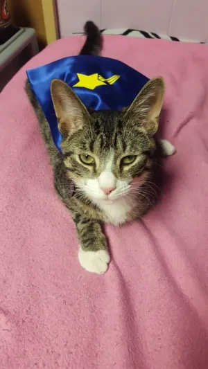 Cat Superhero Cape/ Kitten Superhero Cape/ Cat Costume/ Kitten Costume/ Pet Superhero Cape Costume