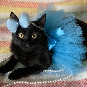 Pet Tutu/ Dog Tutu/ Cat Tutu/ Pet Tutu Costume/ Pawdy Outfit/ Puppy Dog Party / Dog Halloween Costume/Cat Halloween Costume